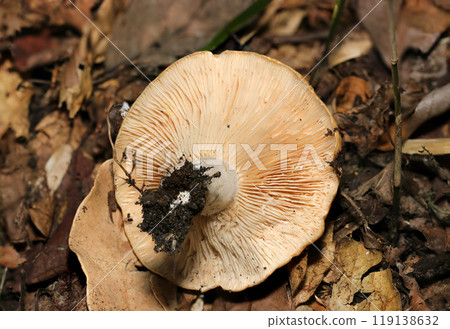 Large beige Lactariaceae mushroom cap folds, 2 underside (natural light + strobe, macro close-up) 119138632