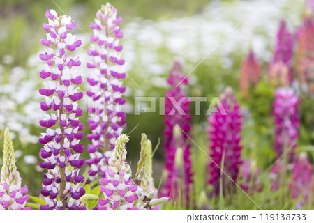  Lupine 119138733