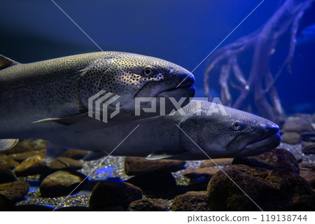 Phantom fish Ito 119138744