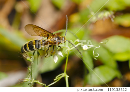 A golden-eyed longhorn bee sucking nectar from a white sprout flower (natural light + strobe, macro close-up) A golden-eyed longhorn bee sucking nectar from a white sprout flower (natural light + strobe, macro close-up) 119138812