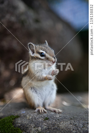 Cute and adorable chipmunk 119138832