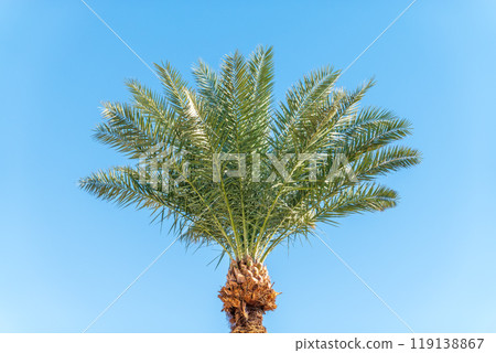 Palm tree with green leaves on blue background 119138867