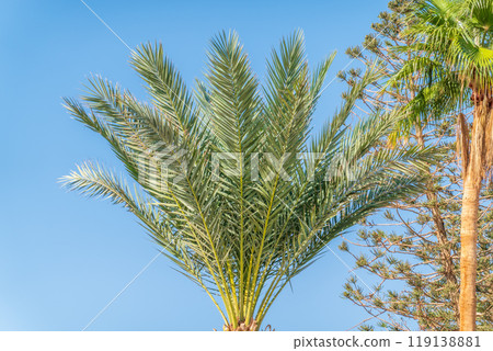 Palm tree with green leaves on blue background Palm tree with green leaves on blue background 119138881