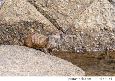 野鼬鼠 119138931