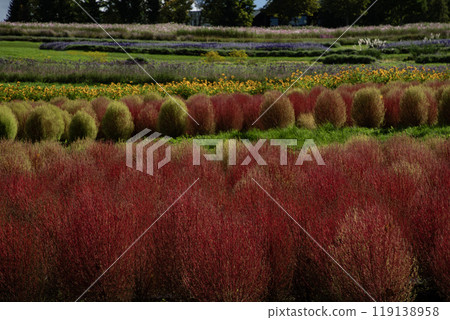 Kokia's blooming hill Kokia's blooming hill 119138958