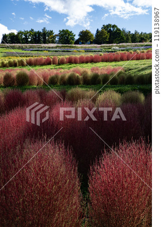 Kokia的盛開的山丘 119138967