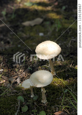 White parasol mushrooms in a grassy area bathed in sunlight (natural light + strobe, macro close-up) 119138987