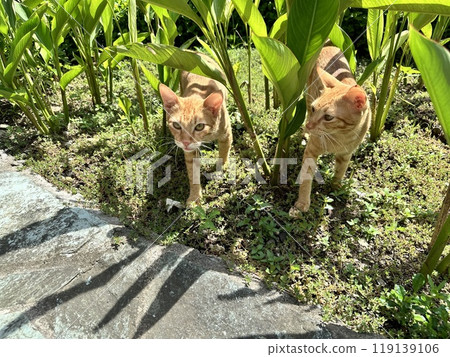 Free cats in the fresh greenery 119139106