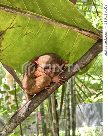 世界上最小的眼鏡猴塔莎 119139108