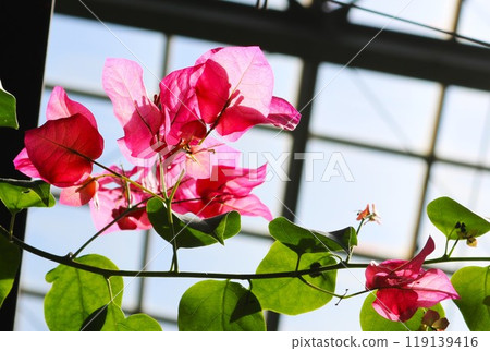 Bougainvillea in the sunlight background Bougainvillea in the sunlight background 119139416