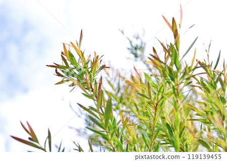 Melaleuca bracteata macro leaves small world Melaleuca bracteata macro leaves small world 119139455