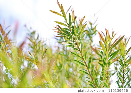 Melaleuca bracteata macro leaves small world 119139456
