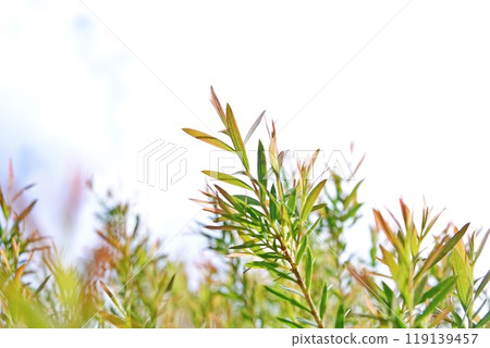 Melaleuca bracteata macro leaves small world 119139457