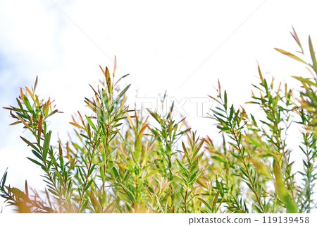 Melaleuca bracteata macro leaves small world 119139458