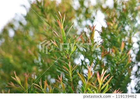 Melaleuca bracteata macro leaves small world Melaleuca bracteata macro leaves small world 119139462