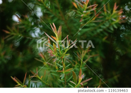 Melaleuca bracteata macro leaves small world Melaleuca bracteata macro leaves small world 119139463