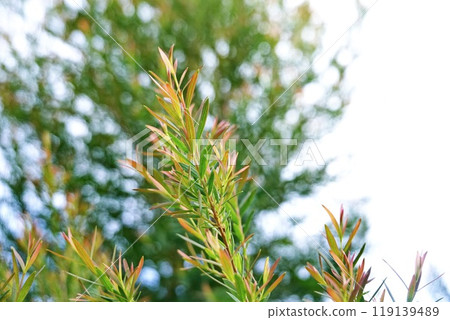 Melaleuca bracteata macro leaves small world 119139489