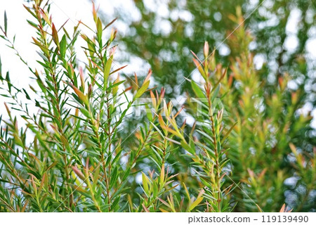 Melaleuca bracteata macro leaves small world 119139490