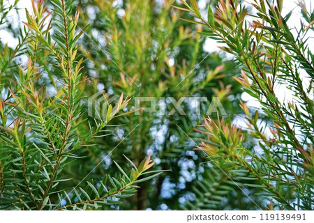 Melaleuca bracteata macro leaves small world 119139491
