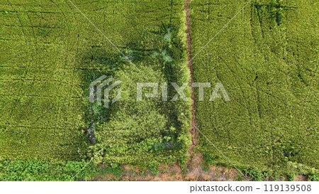 field, grass, green 119139508