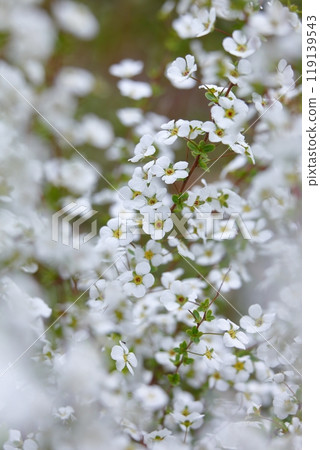 由紀柳開著漂亮的白花 119139543