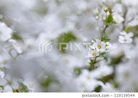 由紀柳開著漂亮的白花 119139544