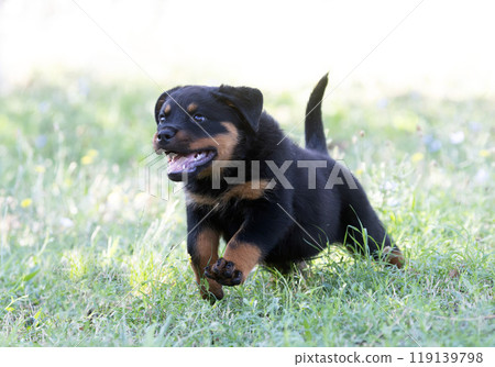 young rottweiler in nature 119139798