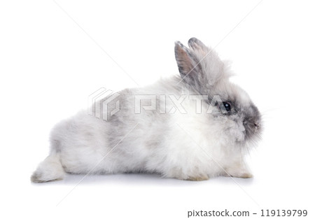 young Lionhead rabbit 119139799