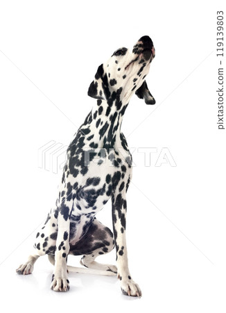 puppy dalmatian in studio puppy dalmatian in studio 119139803