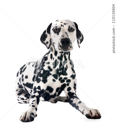 puppy dalmatian in studio 119139804