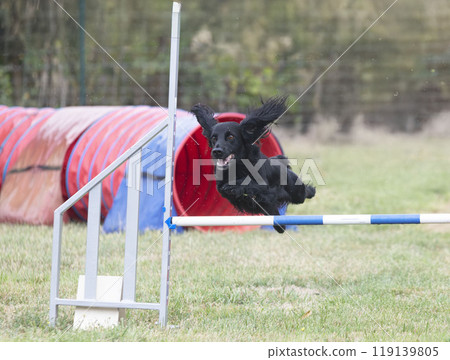 dog and agility 119139805