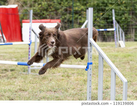 dog and agility dog and agility 119139806
