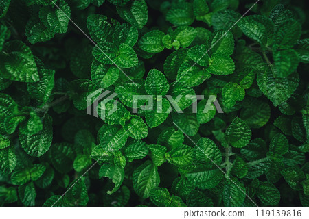 Dark green leaves leaf background,Nature leaves, green tropical forest, backgound concept Dark green leaves leaf background,Nature leaves, green tropical forest, backgound concept 119139816