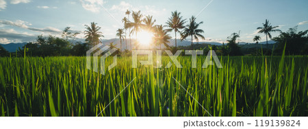 Rice fields and coconut trees in the evening Rice fields and coconut trees in the evening 119139824