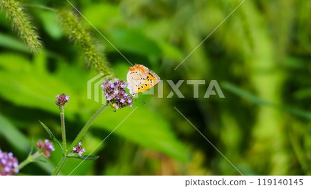 正面為亮橙色,背面為黃色,荒地花笠 正面為亮橙色,背面為黃色,荒地花笠 119140145