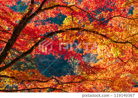 Konami河秋葉 119140367