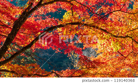 Autumn leaves of Konami River 119140368