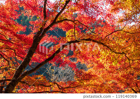 Autumn leaves of Konami River 119140369