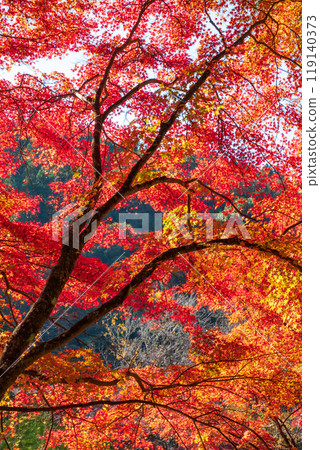 Autumn leaves of Konami River Autumn leaves of Konami River 119140373