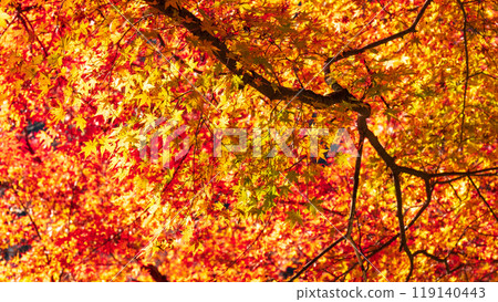 Autumn leaves of Konami River Autumn leaves of Konami River 119140443