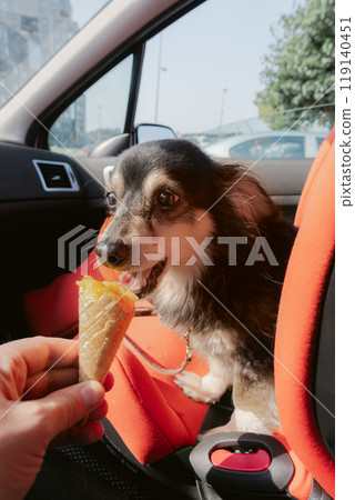 Dog enjoying ice cream in the car 119140451