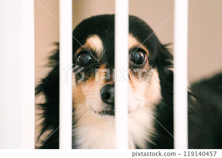 Chihuahua-Pomeranian gazing through an indoor fence 119140457