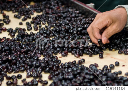 葡萄挑選、釀酒 119141184