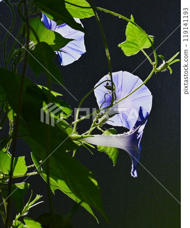牽牛花迎著光 119141193