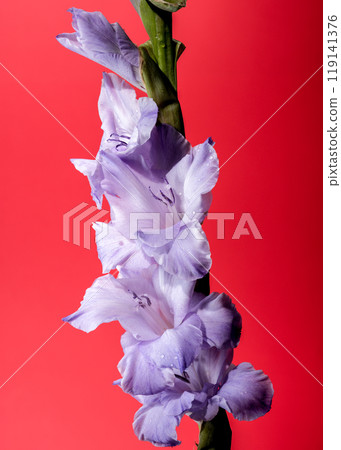 Blooming Gladiolus Blue Frost on a red background 119141376