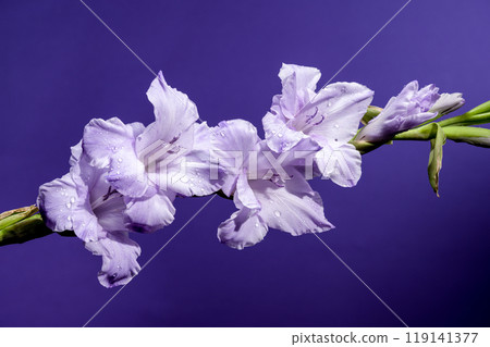 Blooming Gladiolus Blue Frost on a purple background 119141377