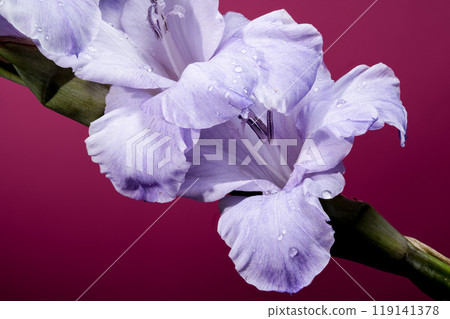 Blooming Gladiolus Blue Frost on a pink background 119141378