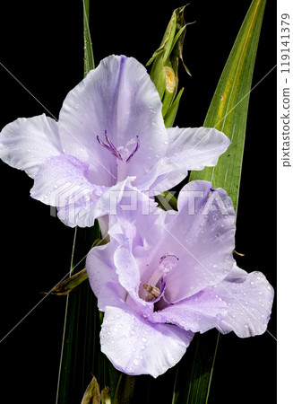 Blooming Gladiolus Blue Frost on a black background 119141379