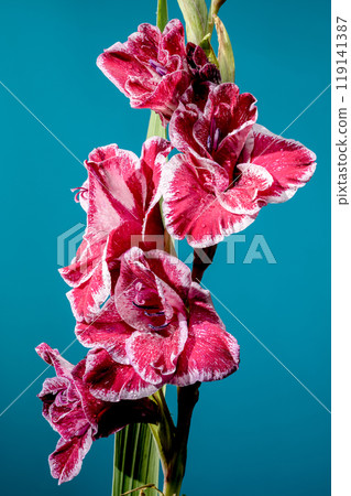 Blooming Gladiolus Jiri Vaclavik on a blue background 119141387