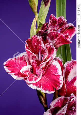 Blooming Gladiolus Jiri Vaclavik on a purple background Blooming Gladiolus Jiri Vaclavik on a purple background 119141390